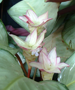neomarica caerulea,ไคล้าดอกออโรร่า
