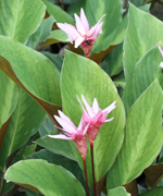 คล้าคอปเปอร์โคม,calathea loeseneri var.kopper krome