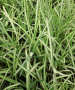 เซ้นออกัสติน,Variegated St. Augustine Grass