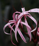 พลับพลึงแดงฮาวาย,crinum manehune