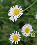 เดซี่ออสเตรเลีย,erigeron