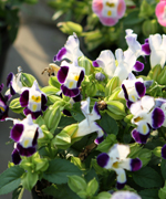 แววมยุรา,torenia